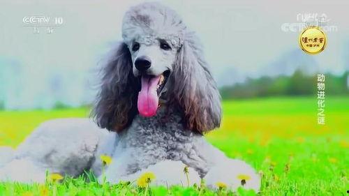 神奇狗变成人类视频播放,一场跨越物种的奇幻之旅