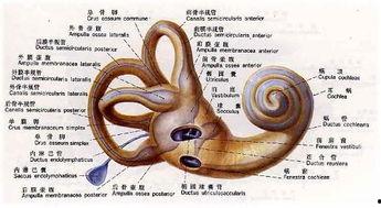 成人前庭平衡操作视频,成人平衡训练指南