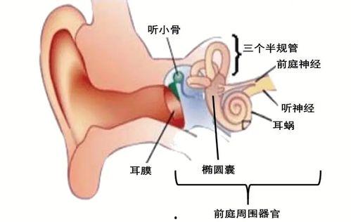 成人前庭平衡操作视频,成人平衡训练指南