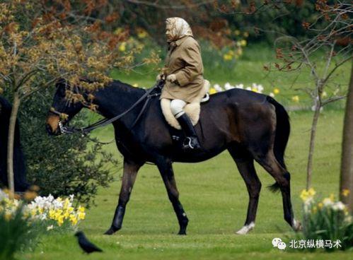 成人骑马摄影视频在线