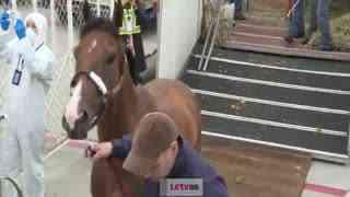 成人赛马比赛视频大全,成人赛马比赛视频大全精彩瞬间回顾